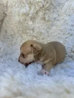 Peanut, a male Chihuahua and Chiweenie for sale in Mount Vernon, MO – 3 of 4