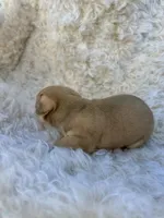 Peanut, a male Chihuahua and Chiweenie for sale in Mount Vernon, MO – 4 of 4