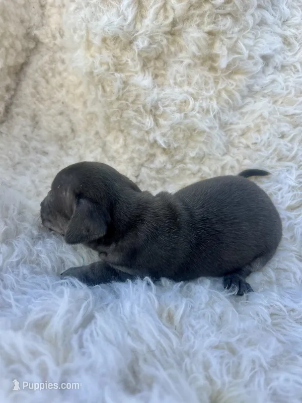 Moon – Chihuahua, Chiweenie puppy for sale in Mount Vernon, MO