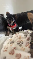 Toy Yorkies, a female Yorkshire Terrier for sale in Madera, CA – 3 of 6