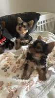 Toy Yorkies, a female Yorkshire Terrier for sale in Madera, CA – 5 of 6