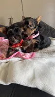 Toy Yorkies, a female Yorkshire Terrier for sale in Madera, CA – 2 of 6