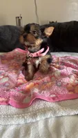 Toy Yorkies, a female Yorkshire Terrier for sale in Madera, CA – 4 of 6