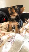 Toy Yorkies, a female Yorkshire Terrier for sale in Madera, CA – 6 of 6