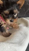 Toy Yorkies, a female Yorkshire Terrier for sale in Madera, CA – 1 of 6