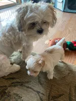 Puppy 1, a female Shichon for sale in Pasadena, MD – 5 of 6