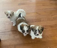 Puppy 3, a male Shichon for sale in Pasadena, MD – 2 of 5