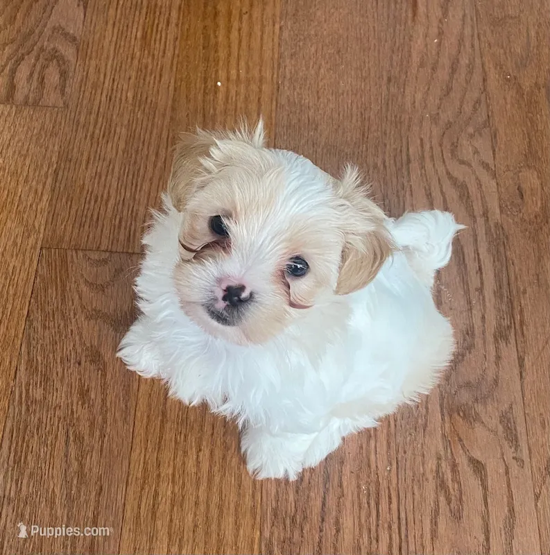 Puppy 1 – Shichon puppy for sale in Pasadena, MD