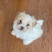 Puppy 1, a female Shichon for sale in Pasadena, MD – 1 of 6
