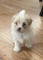 Puppy 1, a female Shichon for sale in Pasadena, MD – 3 of 6