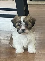 Puppy 2, a male Shichon for sale in Pasadena, MD – 3 of 6