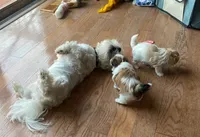 Puppy 1, a female Shichon for sale in Pasadena, MD – 6 of 6