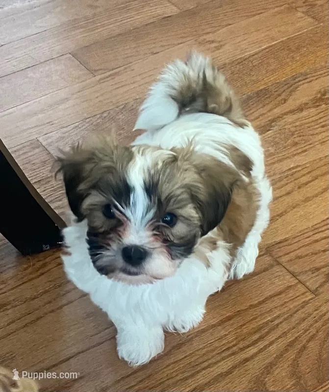 Puppy 2 – Shichon puppy for sale in Pasadena, MD