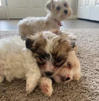Puppy 2, a male Shichon for sale in Pasadena, MD – 4 of 6