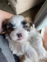 Puppy 3, a male Shichon for sale in Pasadena, MD – 4 of 5
