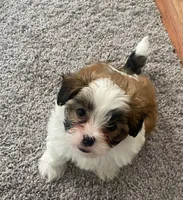 Puppy 3, a male Shichon for sale in Pasadena, MD – 1 of 5