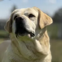 Missy English Labrador, a female Labrador Retriever for sale in Fairfield, NJ – Photo 6 of 8