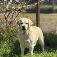 Missy English Labrador, a female Labrador Retriever for sale in Fairfield, NJ – Photo 7 of 8