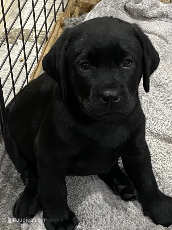 Missy English Labrador