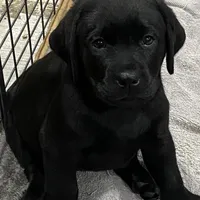 Missy English Labrador, a female Labrador Retriever for sale in Fairfield, NJ – Photo 1 of 8