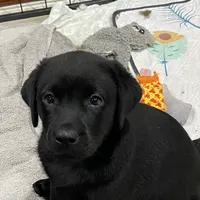 Missy English Labrador, a female Labrador Retriever for sale in Fairfield, NJ – Photo 3 of 8