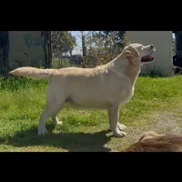 Missy English Labrador, a female Labrador Retriever for sale in Fairfield, NJ – Photo 8 of 8