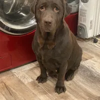 Brownie English Labrador, a female Labrador Retriever for sale in Fairfield, NJ – Photo 4 of 9