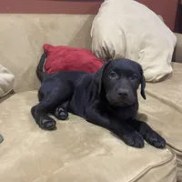 Brownie English Labrador, a female Labrador Retriever for sale in Fairfield, NJ – Photo 7 of 9