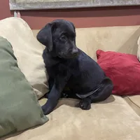 Brownie English Labrador, a female Labrador Retriever for sale in Fairfield, NJ – Photo 8 of 9