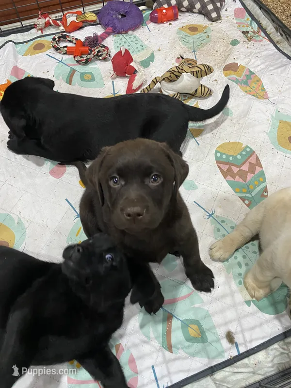Brownie English Labrador