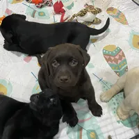 Brownie English Labrador, a female Labrador Retriever for sale in Fairfield, NJ – Photo 1 of 9