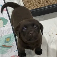 Brownie English Labrador, a female Labrador Retriever for sale in Fairfield, NJ – Photo 3 of 9