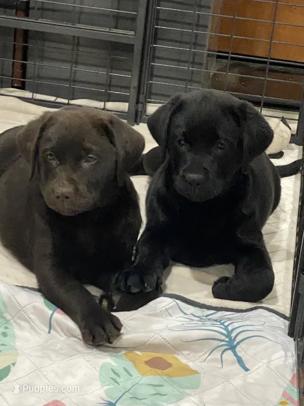 Chocolate female English