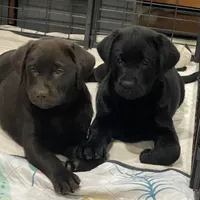 Chocolate female English, a female Labrador Retriever for sale in Fairfield, NJ – Photo 1 of 2