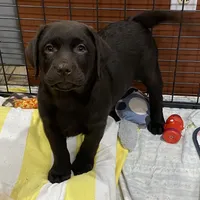 Chocolate female English, a female Labrador Retriever for sale in Fairfield, NJ – Photo 2 of 2