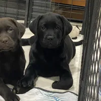 Black female English, a female Labrador Retriever for sale in Fairfield, NJ – Photo 2 of 3