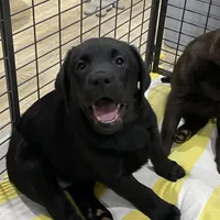 Black female English, a female Labrador Retriever for sale in Fairfield, NJ – Photo 3 of 3