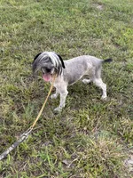 Doc, a male Miniature Schnauzer for sale in London, KY – 4 of 4