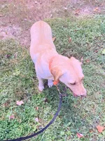 Remi, a female Labrador Retriever for sale in London, KY – 2 of 4