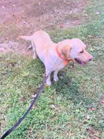 Remi, a female Labrador Retriever for sale in London, KY – 3 of 4