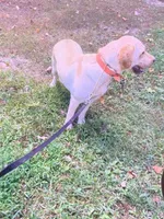 Remi, a female Labrador Retriever for sale in London, KY – 4 of 4