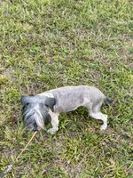 Doc, a male Miniature Schnauzer for sale in London, KY – 2 of 4