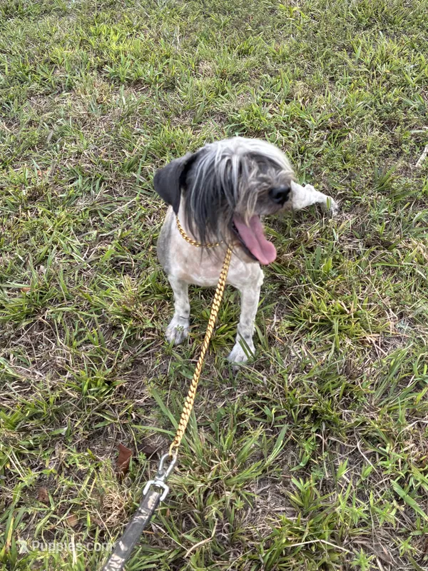 Doc – Miniature Schnauzer puppy for sale in London, KY