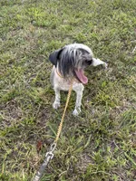 Doc, a male Miniature Schnauzer for sale in London, KY – 1 of 4