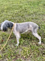 Doc, a male Miniature Schnauzer for sale in London, KY – 3 of 4