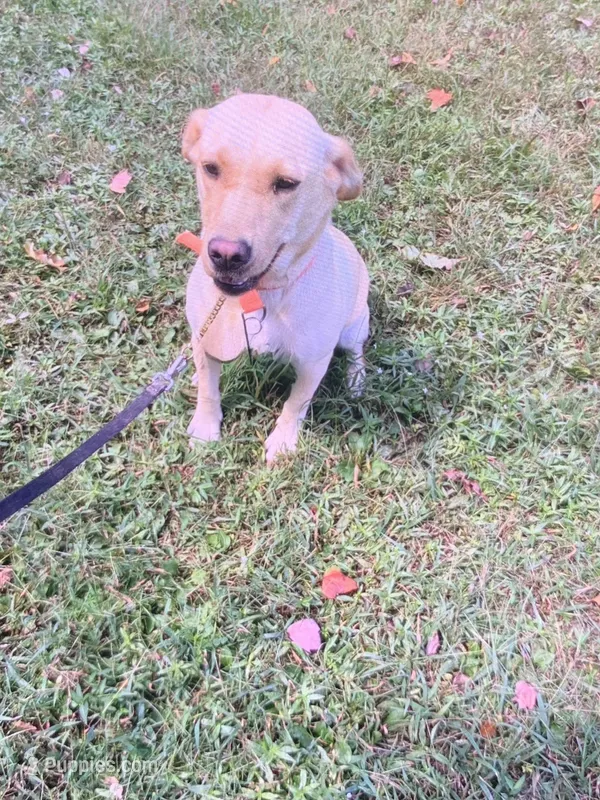 Remi – Labrador Retriever puppy for sale in London, KY