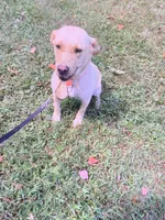 Remi, a female Labrador Retriever for sale in London, KY – 1 of 4