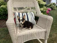 Molly, a female Pembroke Welsh Corgi for sale in Stanley, WI – 2 of 5