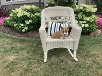 Morris, a male Pembroke Welsh Corgi for sale in Stanley, WI – 2 of 3
