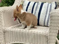 Millie, a female Pembroke Welsh Corgi for sale in Stanley, WI – 2 of 4